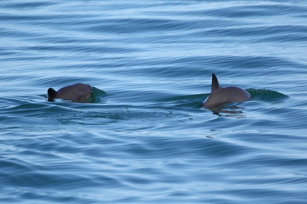 A pair of vaquitas surface