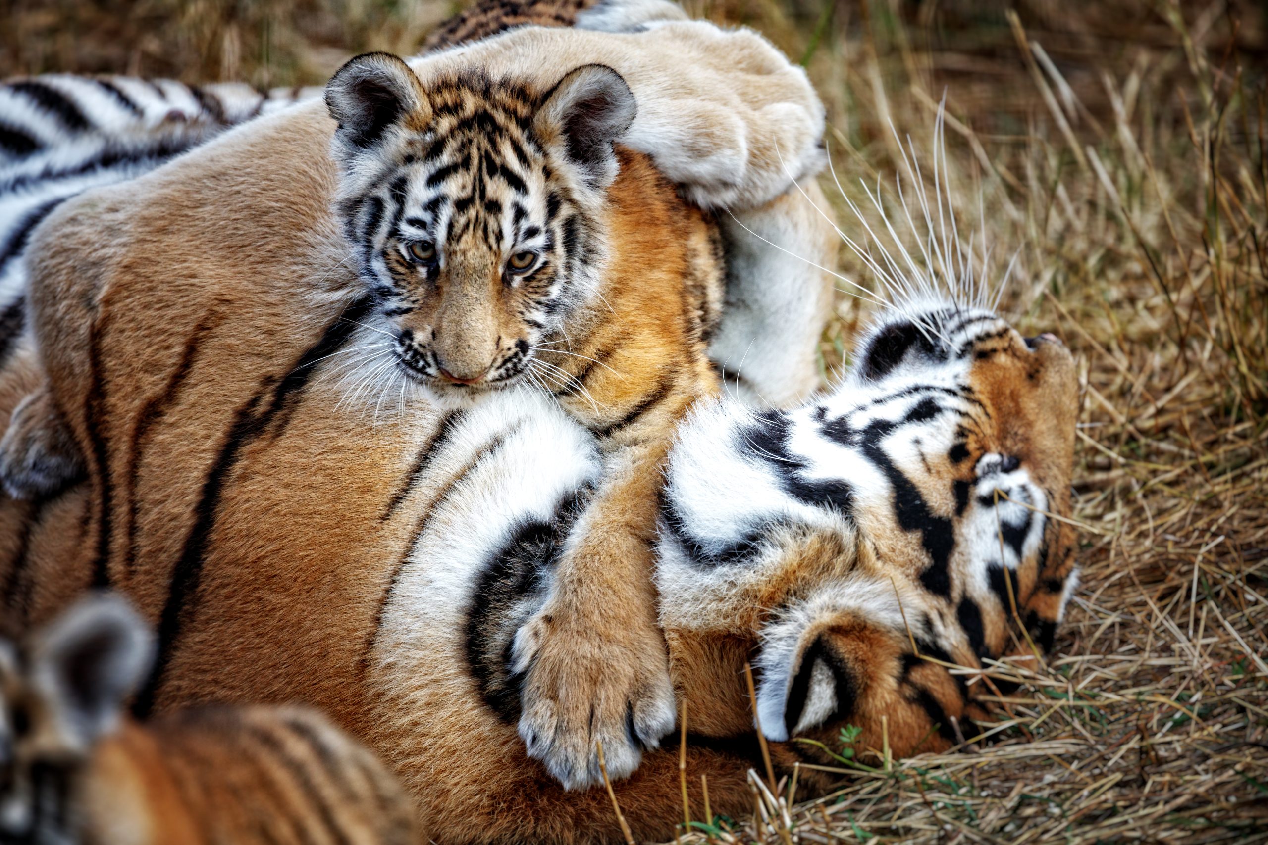 A tiger plays with a cub