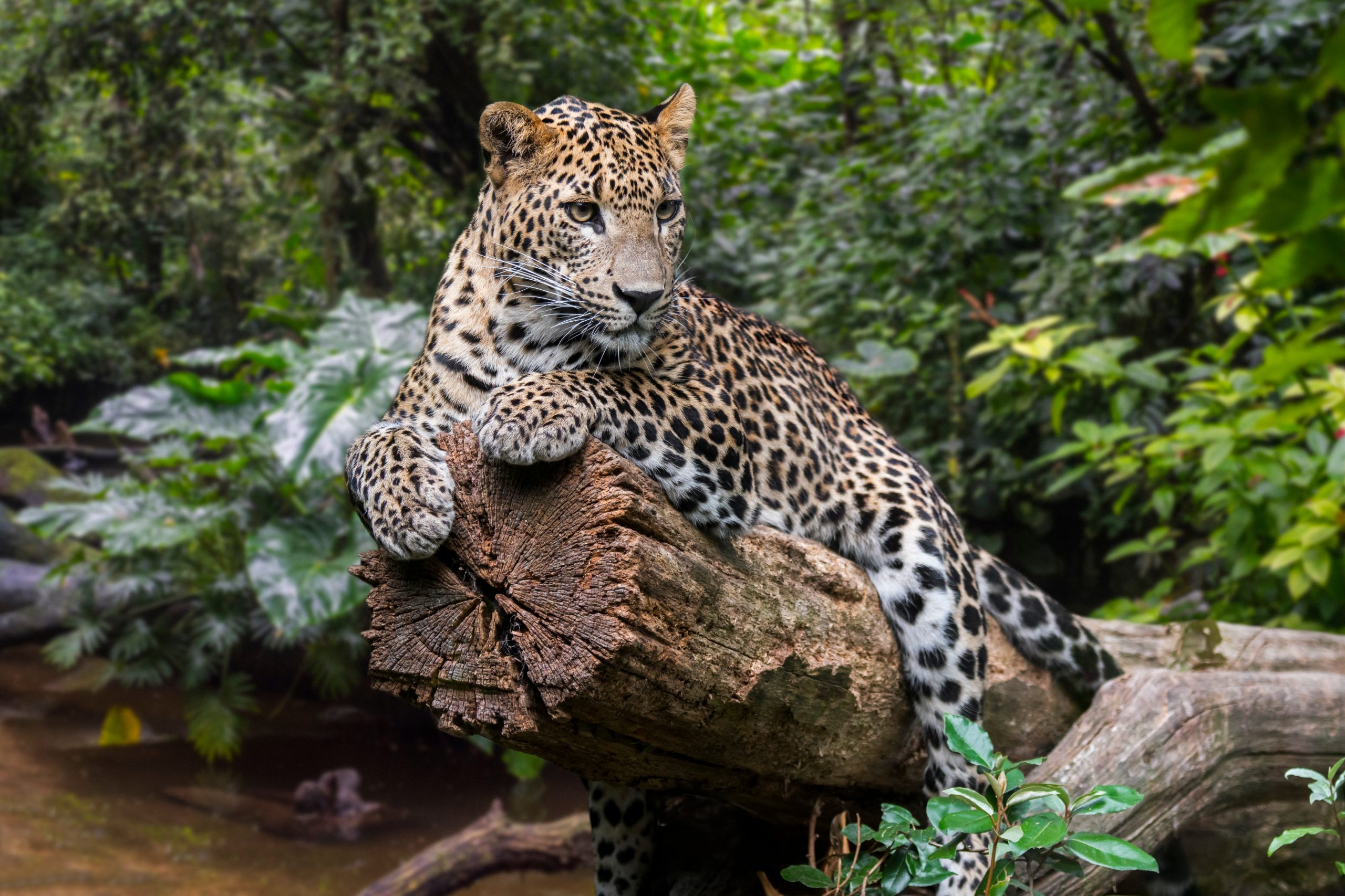 A leopard rests on a fallen tree