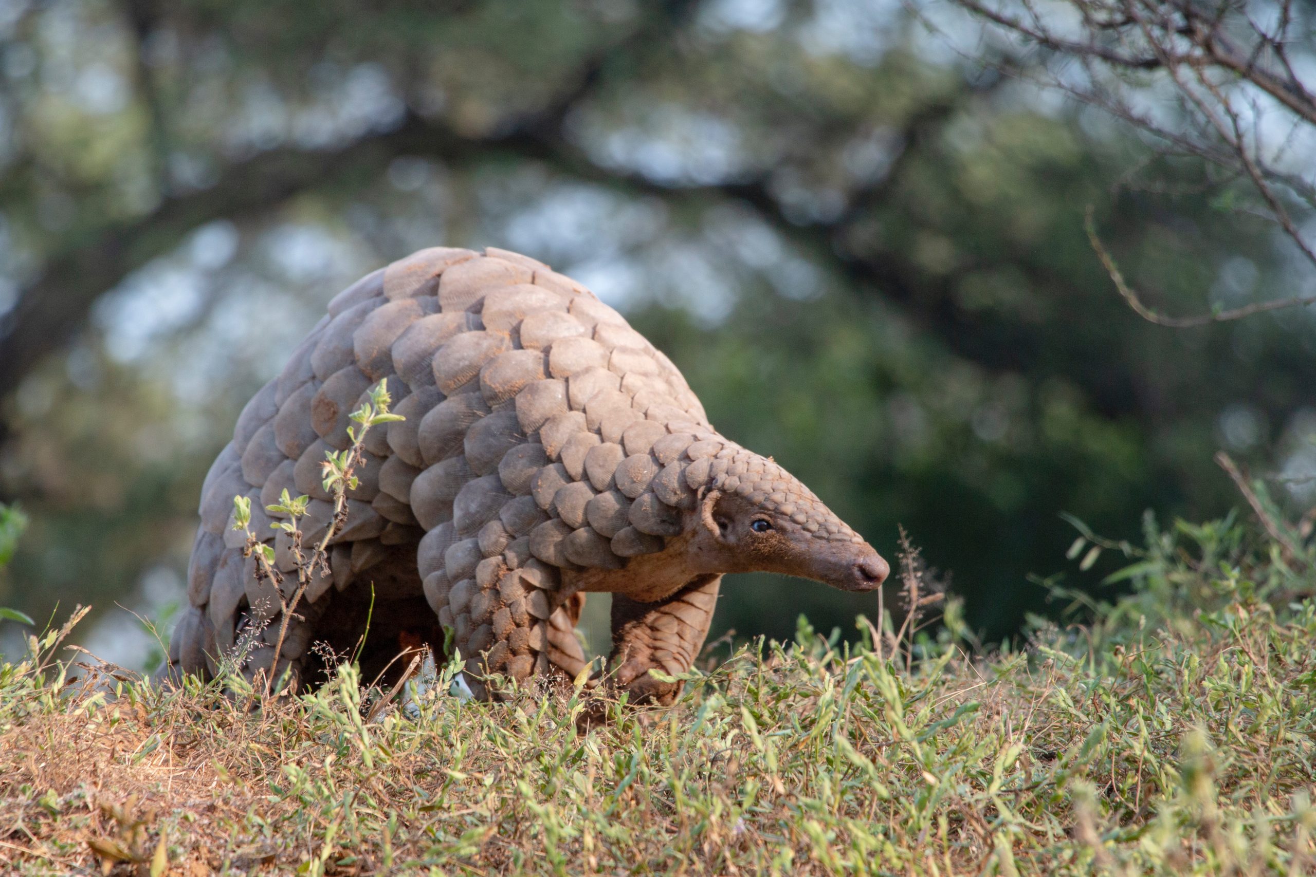 A pangolin stands in grass