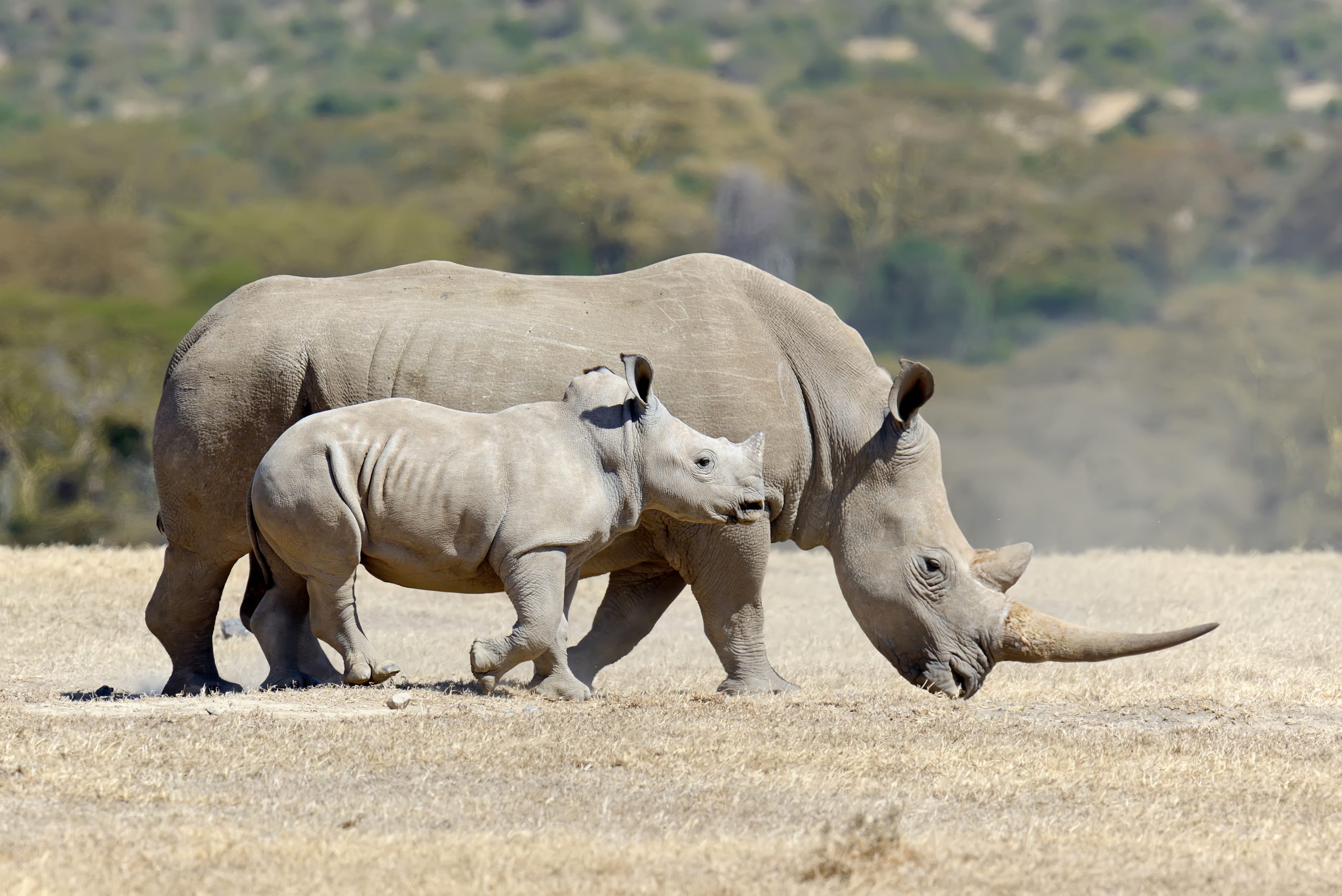 A white rhino mother and calf on a dusty plain