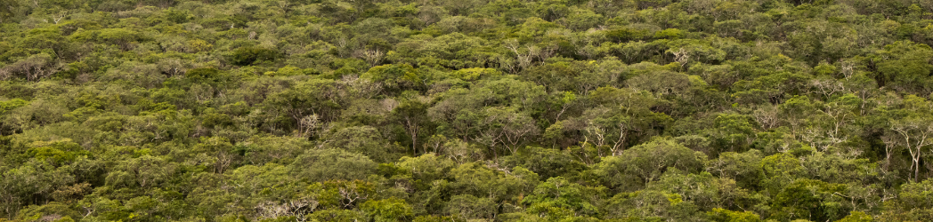 A green sea of forest