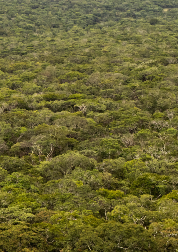 A green sea of forest