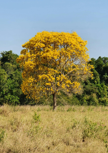 Distinctive yellow ipê flowers set a tree apart from a forest