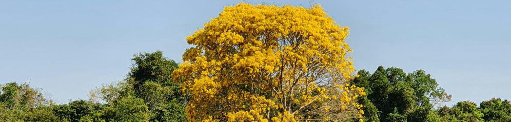 Distinctive yellow ipê flowers set a tree apart in a forest