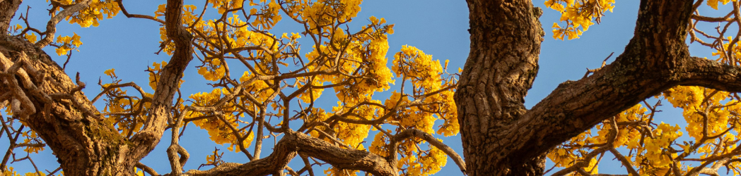 Distinctive yellow ipê flowers stand out in a maze of branches