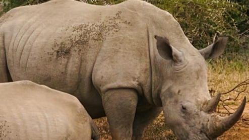 A rhino stands guard of another that's laying down