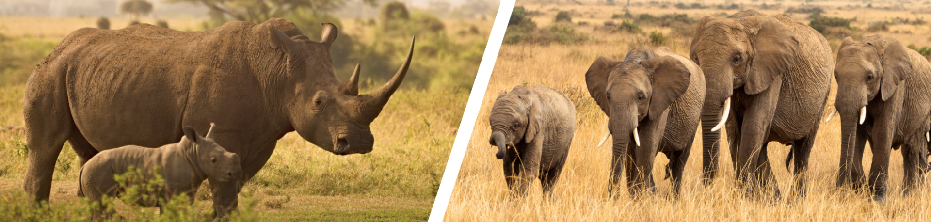 A split image featuring a rhino with her calf and a herd of elephants