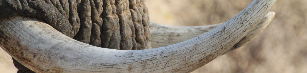 A close view of an elephant's tusks