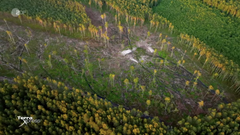 A few remaining trees dot a deforested landscape