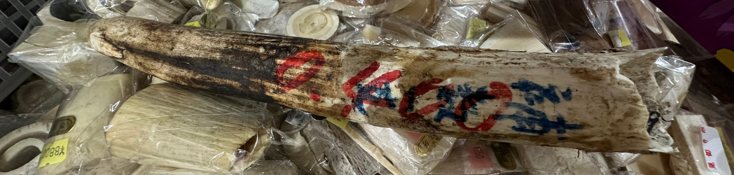 A broken elephant tusk on top of a pile of worked ivory pieces