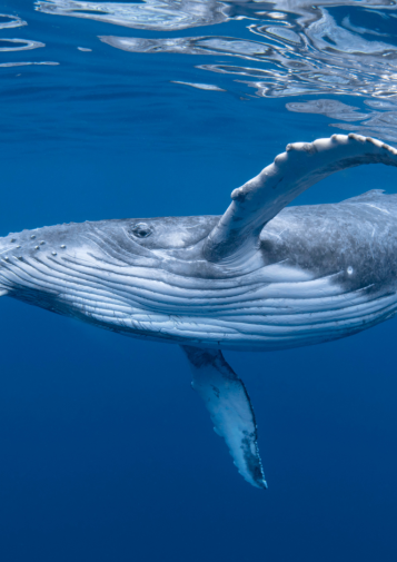 A humpback whale swims near the surface