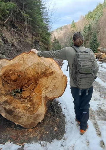 A person leans on a huge cut log that's nearly shoulder height