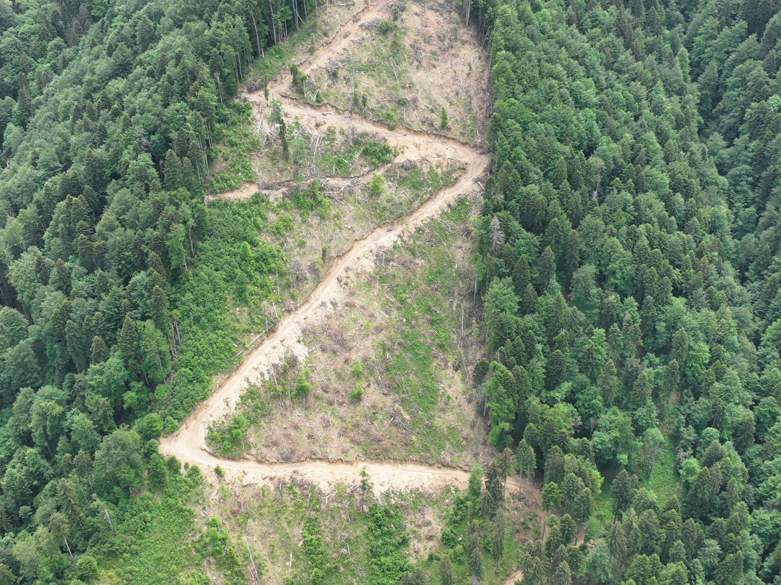 A deforested area with a jagged road contrasts against forest