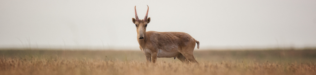 Saiga standing in grassland