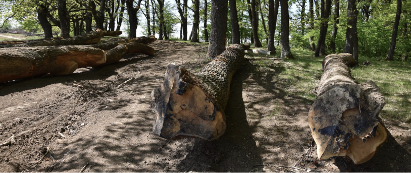Large logs lay across a road in a forest