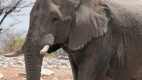 Elephant on rocky plain