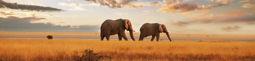 A pair of elephants on grassland