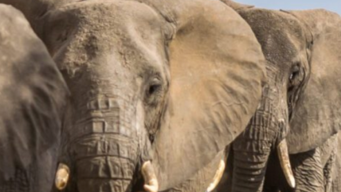 Elephants in a line