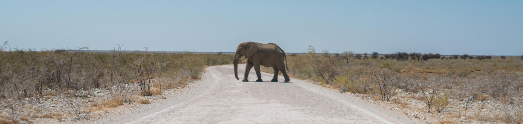 An elephant walks across a road