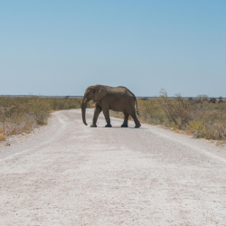 Elephant walking across road