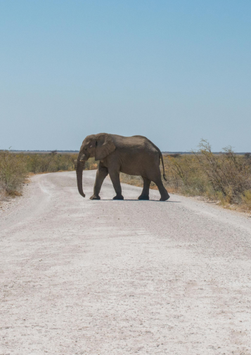 Elephant walking across road