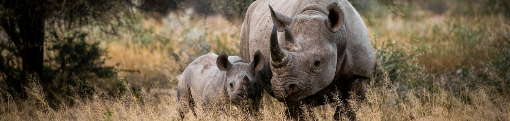 Rhino mother and calf in tall grass