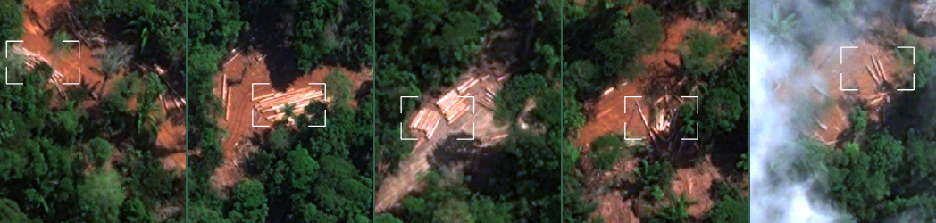 White boxes highlight where piles of logs are visible on the forest floor in a grid of satellite images