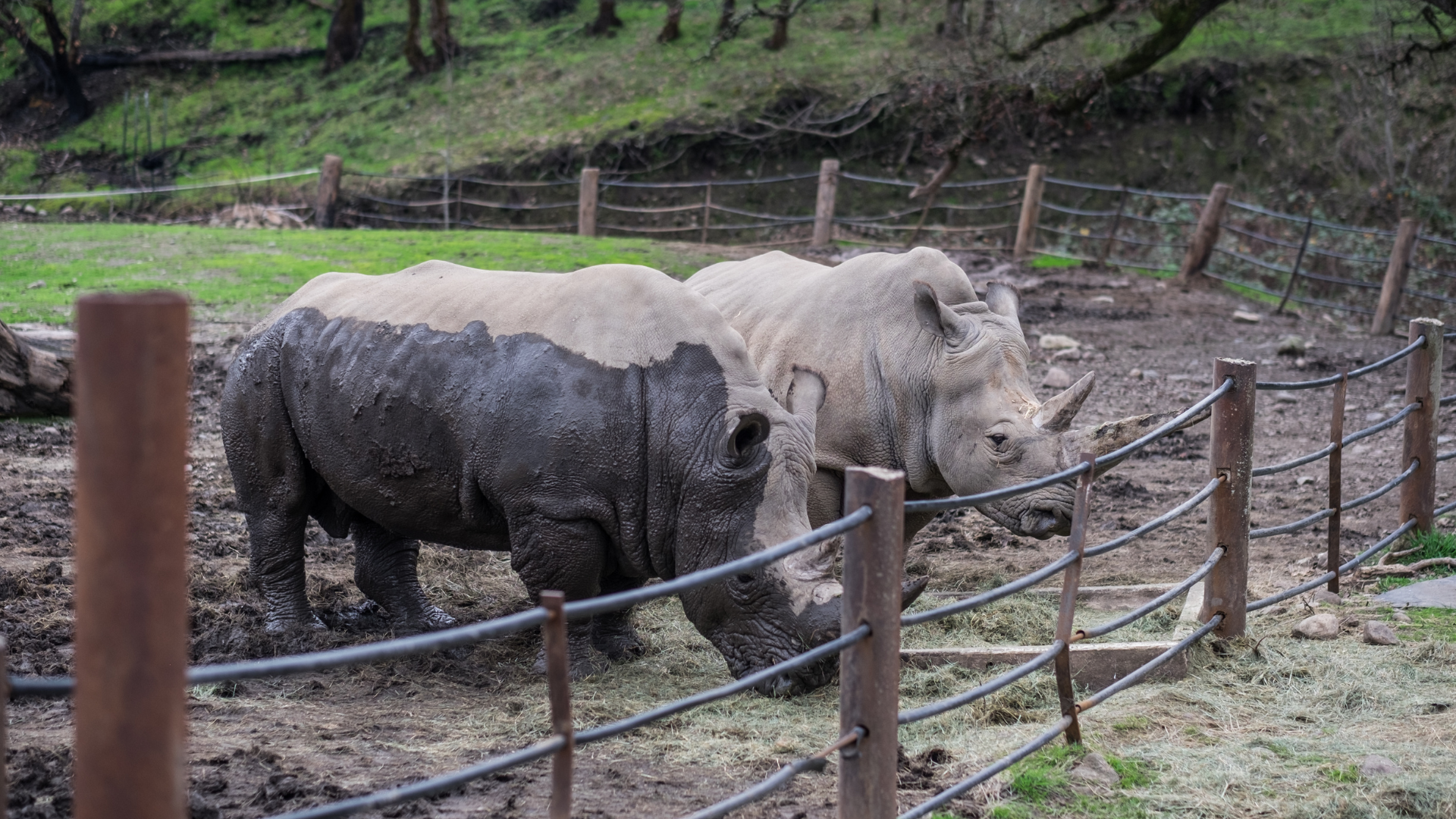 A pair of muddy rhinos next to a fence