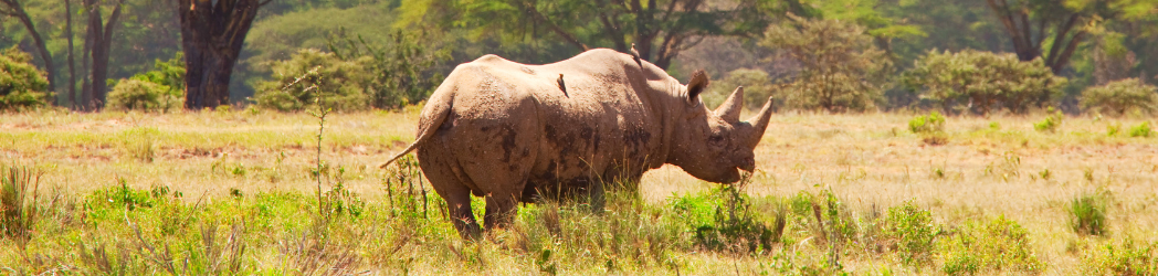Rhino standing in a field