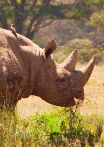 rhino standing in a field