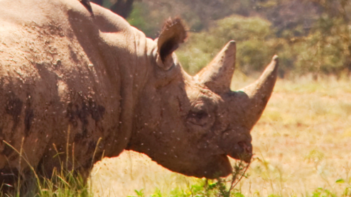 rhino standing in a field