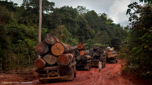 Line of logging trucks in a forest