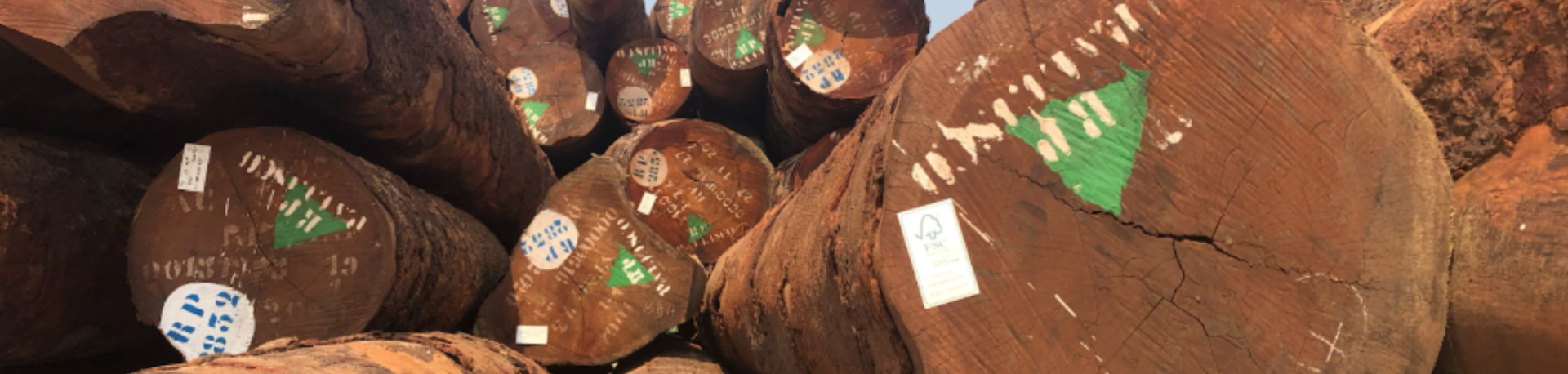Pile of marked logs