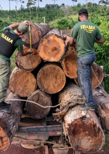 IBAMA officials measure logs in a truck