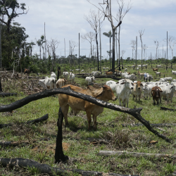Cattle herd in a burned-looking landscape