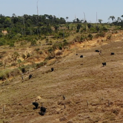 Cattle scattered across a deforested landscape