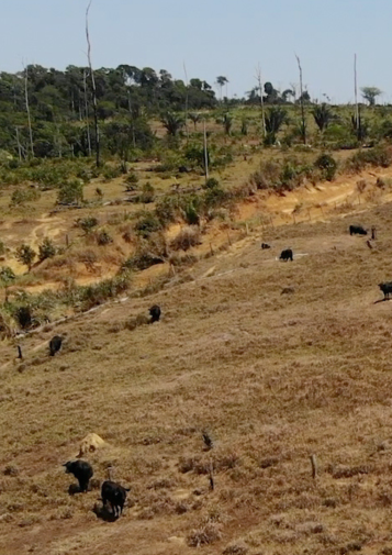 Cattle scattered across a deforested landscape
