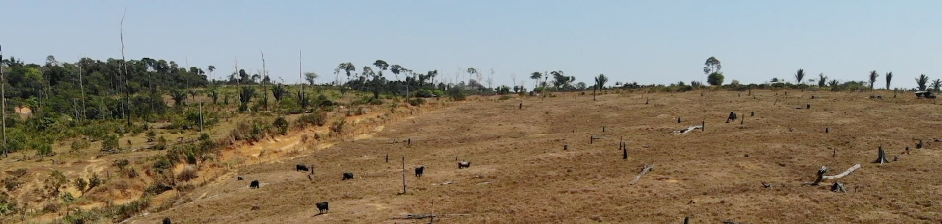 Cattle scattered across a deforested landscape