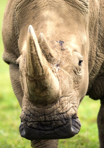 Closeup of rhino