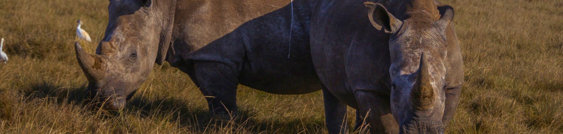 Two rhinos grazing