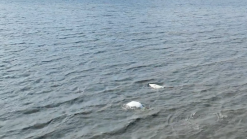 Beluga Whales swimming in Cook Inlet Alaska