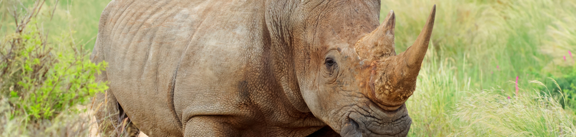 Rhino in field
