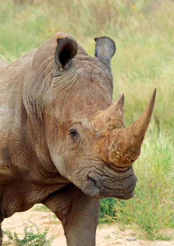 Rhino