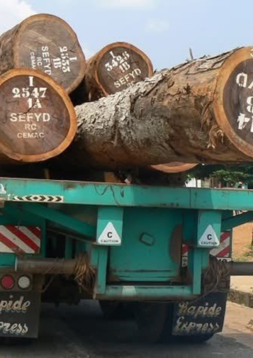 Pile of logs marked SEFYD on a truck