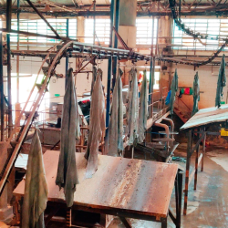 Treated cow hides hang from a conveyer belt in a leather factory
