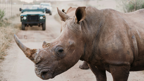 Rhino standing with safari vehicles waiting in the background