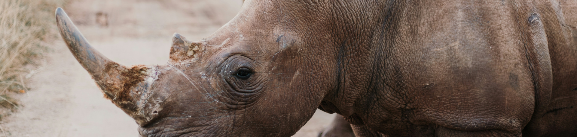 Rhino standing with safari vehicles waiting in the background