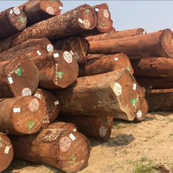 Pile of marked logs