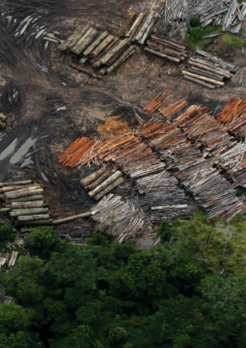 Satellite view of wood piles